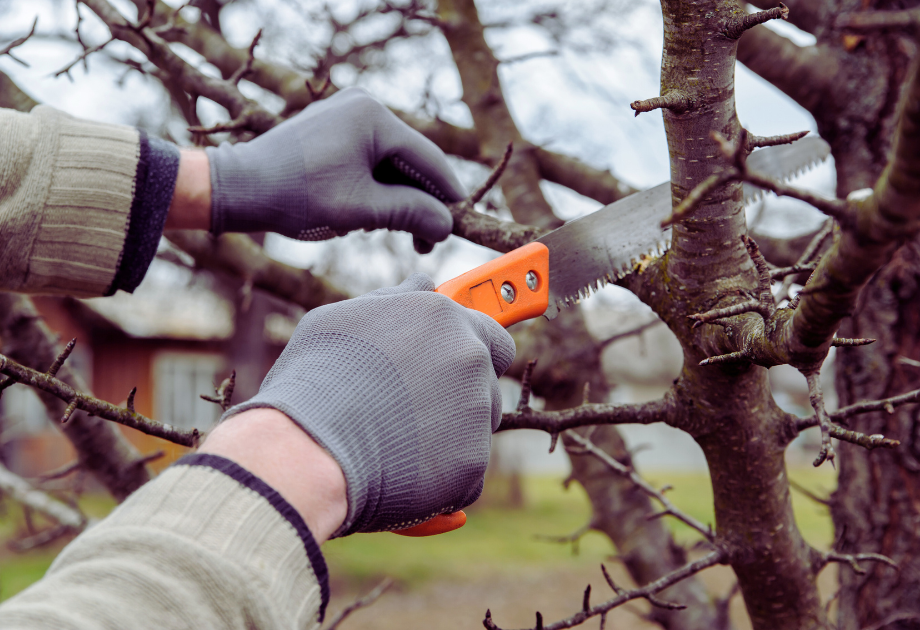 Cutting a branch